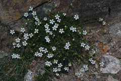 Arenaria festucoides